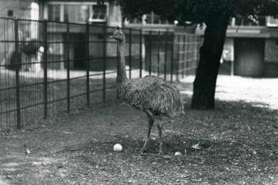 Un ñandú menor o de Darwin de pie en su nido con dos huevos, Zoológico de Londres, mayo de 1914 de Frederick William Bond